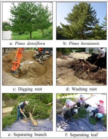 Table 1. Methods of digging and fresh weight  measurement for study trees