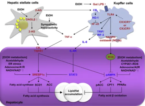 Fig. 1. Mechanisms of hepatic steatosis in ALD. Chronic alcohol consumption provokes hepatic steatosis through multiple pathways including cell-cell interactions
