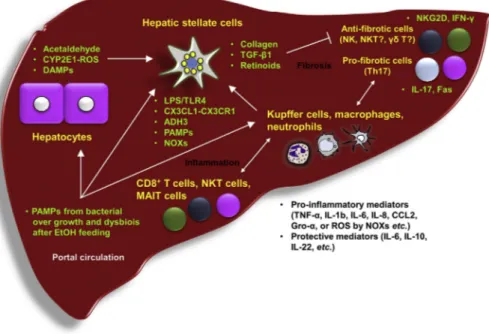 Fig. 2. Mechanisms of inﬂammation and ﬁbrosis in ALD. Chronic alcohol consumption causes hepatic inﬂammation by recruiting various innate and adaptive immune cells including Kupffer cells, inﬁltrating macrophages, neutrophils, CD8 þ T cells, NKT cells, and