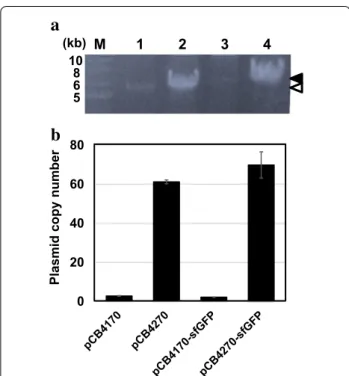 Fig. 3  Analysis of plasmid copy number in L. citreum. a Agarose gel 
