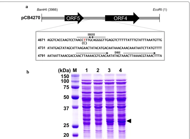 Fig. 4  Determination of mutation point by sequence analysis. a The 1587 bp region containing two ORFs was randomized and point mutation was 