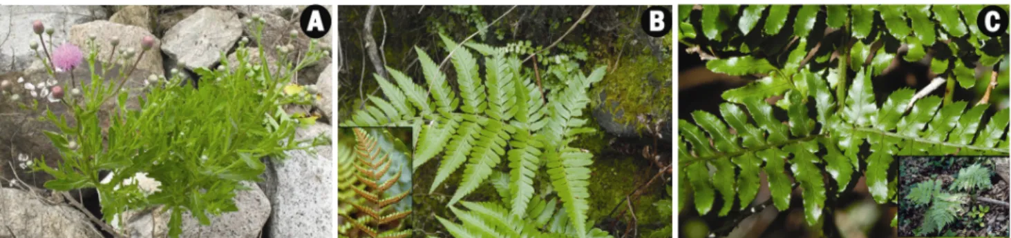 Figure  4.  Plants  with  new  distribution  records 