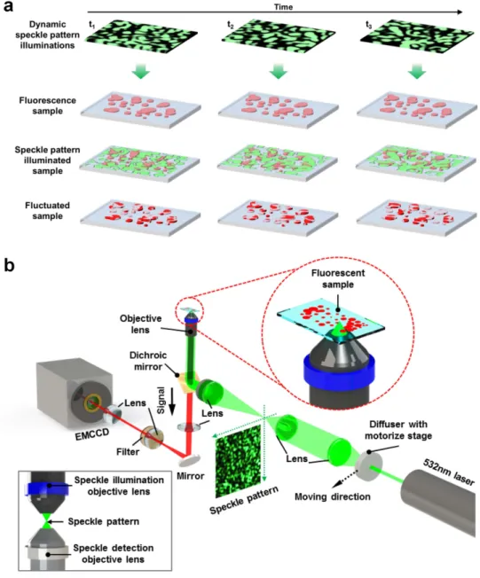 Figure 1.  Schematic diagram of S-SOFI concept and experimental setup of S-SOFI. (a) Dynamic 