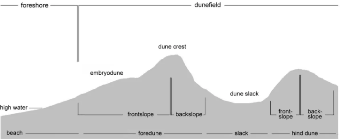 Figure 2. Coastal dune profile with terminology(NIER, 2010)  출현하는 종 외에 이질적인 종이 포함되지 않도록,  면적이 증가 하여도 종수는 증가하지 않게 되는 종-면적곡선(species-area  curve)을 고려하여 최소면적(2×2㎡, 5×5㎡, 10×10㎡)을 설치 하여  ZM학파의  식물사회학적방법(Müller-Dombois and  Ellenberg, 1974)으로 조사하였다