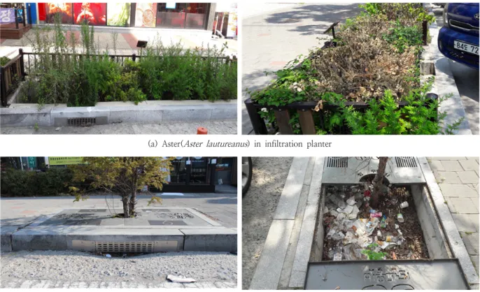 Fig. 2. Plant mortality rate of tree box filter and dead plants(a)  Aster(Aster  lautureanus)  in  infiltration  planter