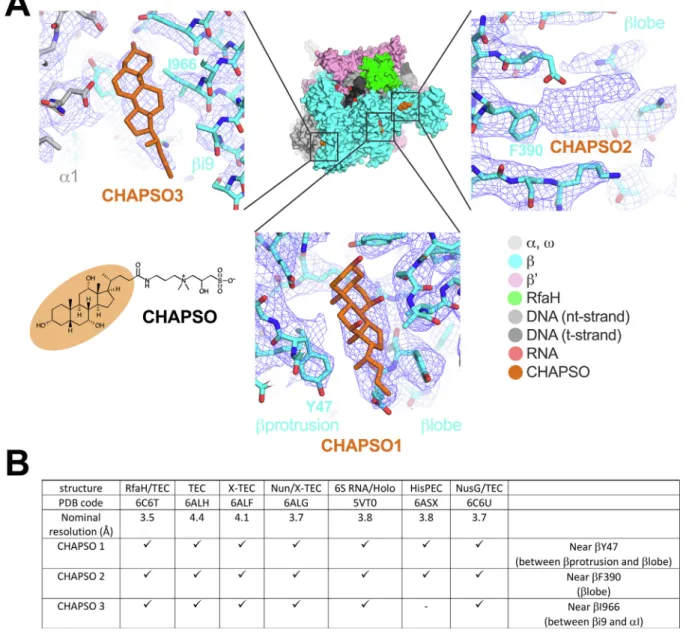 Fig. 5. CHAPSO molecules interact with RNAP particles. A. CHAPSO molecules bound to the Eco RNAP surface