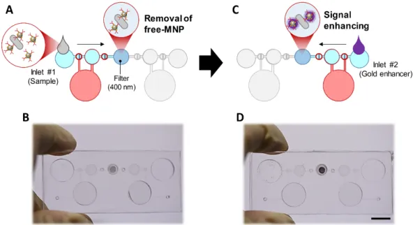 Figure 1. Design and working principle of the device. (A) Schematic of the device. (B) A membrane 