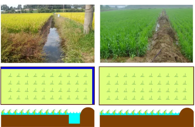 Fig. 1. The cross section of two rice paddy fields. 