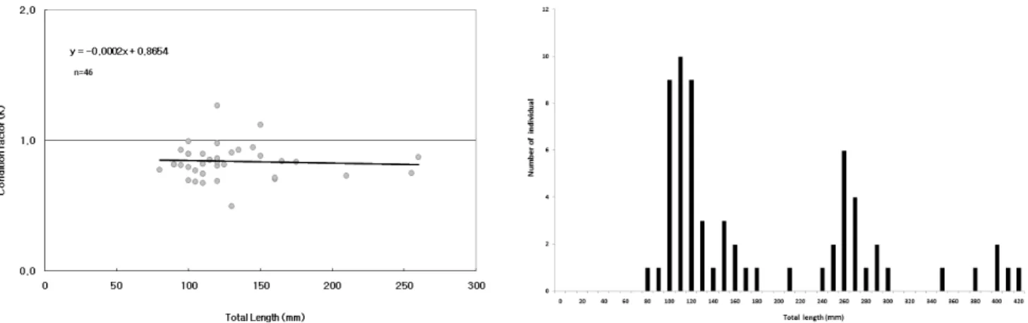 Figure 4. Length frequency distributions of B. lenok tsinlingensis sampled in the Baekchean valley stream at  May 2010
