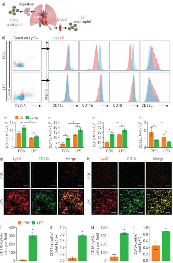 FIGURE 6 Mac-1 integrin is upregulated in entrapped neutrophils in the pulmonary microcirculation