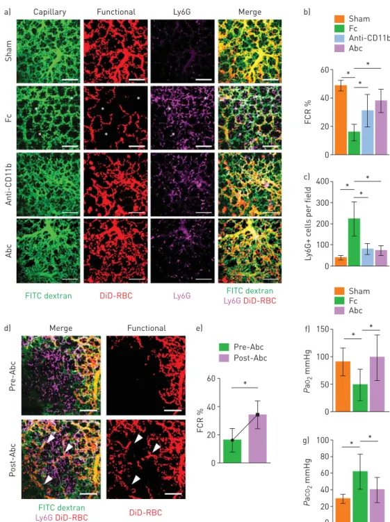 FIGURE 7 Mac-1 inhibitor ameliorates the functional capillary ratio (FCR) of the pulmonary microcirculation in sepsis-induced acute lung injury