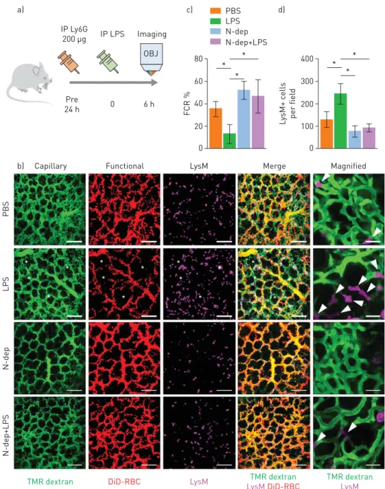 FIGURE 5 Neutrophil depletion (N-dep) improves the functional capillary ratio (FCR) of the pulmonary microcirculation in a sepsis-induced acute lung injury (ALI) model