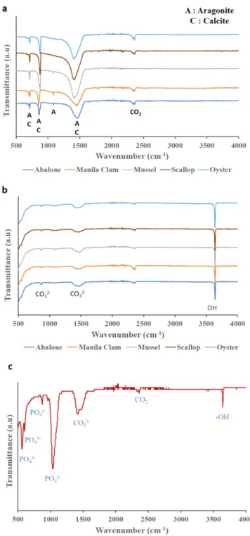 Figure 2. FTIR patterns for (a) the raw bivalve seashells, (b) synthesized N-CH, and (c) N-CH collected post P removal experiment.