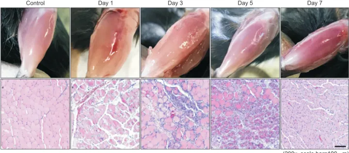 Fig. 2. Representative gross morphology and hematoxylin and eosin-stained sections of tibialis anterior muscle at days 1, 3, 5, and 7 after  barium chloride (BaCl 2 ) injection, with uninjured muscle (control).