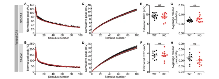 FIGURE 6 | Normal readily releasable pool and release probability Lrrc4c −/− TA-CA1 and SC-CA1 pathways