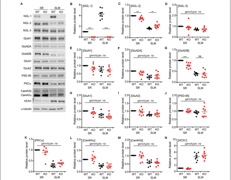 FIGURE 7 | Altered synaptic protein localization in SR and SLM layers in Lrrc4c −/− CA1 neurons