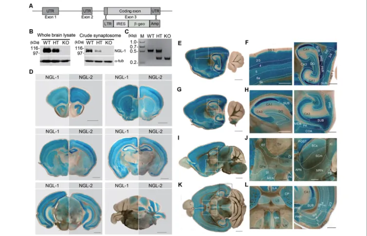 FIGURE 1 | Generation and basic characterization of Lrrc4c −/− mice. (A) Schematic depiction of the Lrrc4c knockout (KO) strategy