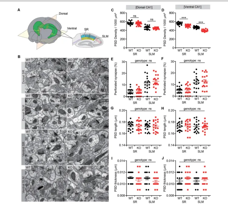 FIGURE 2 | Decreased number of postsynaptic densities (PSDs) in both SR and SLM layers of the ventral CA1 region in Lrrc4c −/− mice