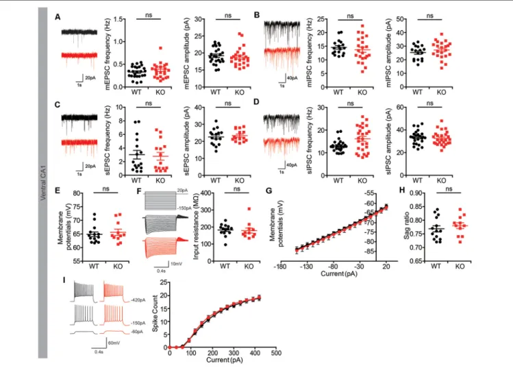 FIGURE 3 | Normal spontaneous synaptic transmission in Lrrc4c −/− hippocampal CA1 pyramidal neurons