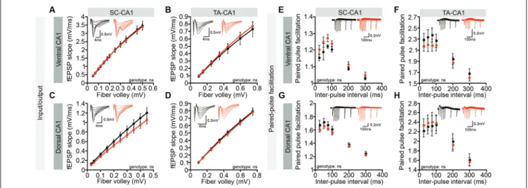 FIGURE 4 | Normal basal excitatory synaptic transmission in the Lrrc4c −/− hippocampal CA1 region