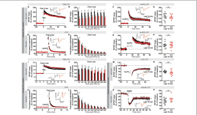 FIGURE 5 | Suppression of short-term synaptic plasticity, but normal long-term potentiation (LTP) and long-term depression (LTD), in Lrrc4c −/− TA-CA1 and SC-CA1 pathways