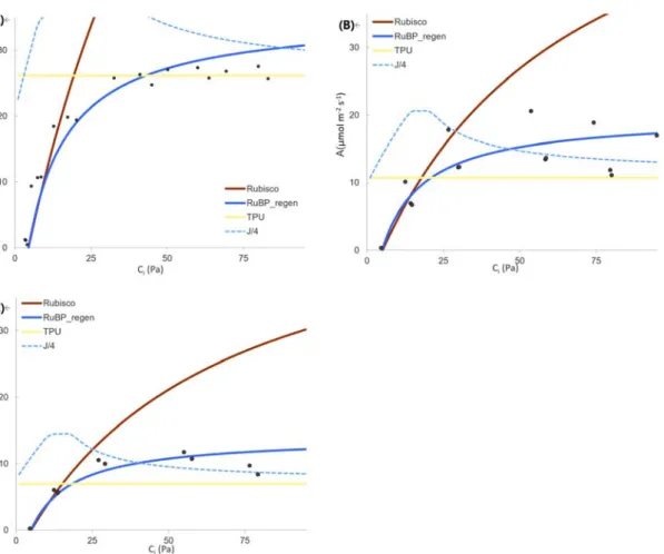Fig. 5. A-Ci curve of pepper under low temperature(B) treatment, low temperature with shading(C), and control(A).