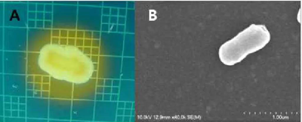 Fig.  1.  Phenotypic  characters  of  isolate  S21.  (A)  siderophore  production;  (B)  cell  morphology.