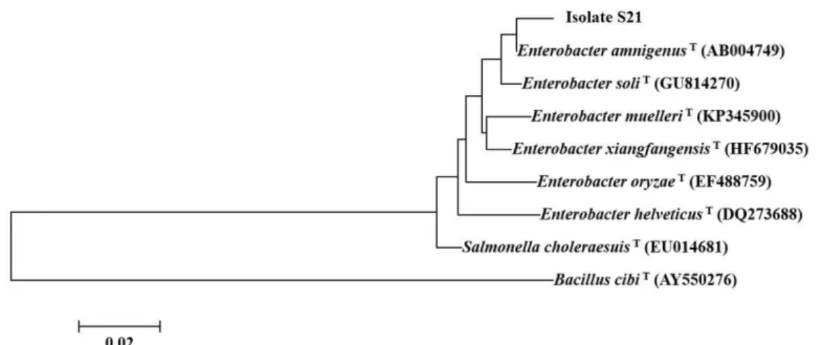 Fig.  2.  Phylogenetic  tree  based  on  16S  rRNA  gene  sequences  showing  the  positions  of  isolate  S21  and  type  strains