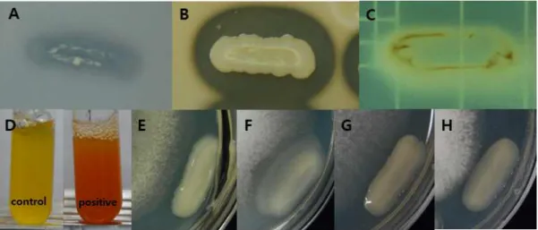 Fig.  7.  Plant  growth-promoting  activities  of  E.  amnigenus  S21.  (A)  insoluble  phopsphate  solubilization;  (B)  protease  production;  (C)  lipase  production,  (D)  ammonification;  antifungal  activities  against  (E)  C