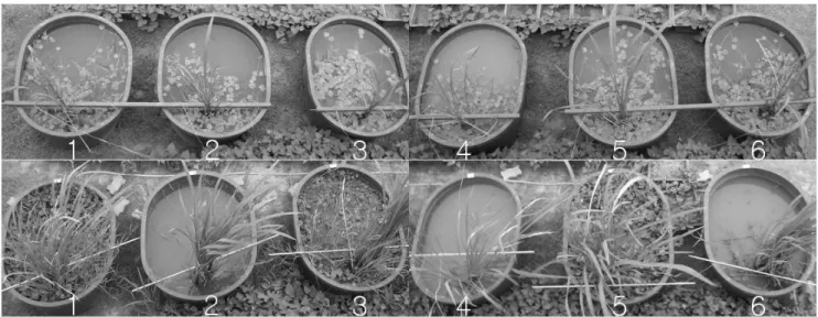 Figure 4. Changes of macrophyte in artificial water tank by the introduction of golden apple snail: top-before  introduction, bottom-40 days after(control - 1, 3, 5; introduction-10 adults/water tank - 2, 4, 6)