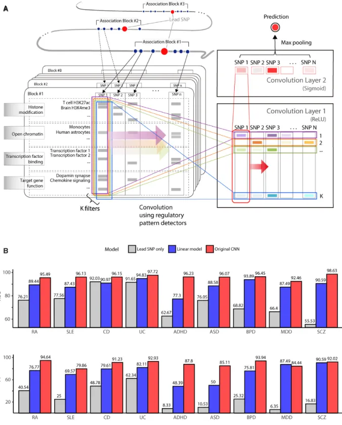 Figure 1. Model schematic and performance. (A) CNN framework to detect regulatory patterns shared by risk variants residing in multiple association blocks centered on lead SNPs