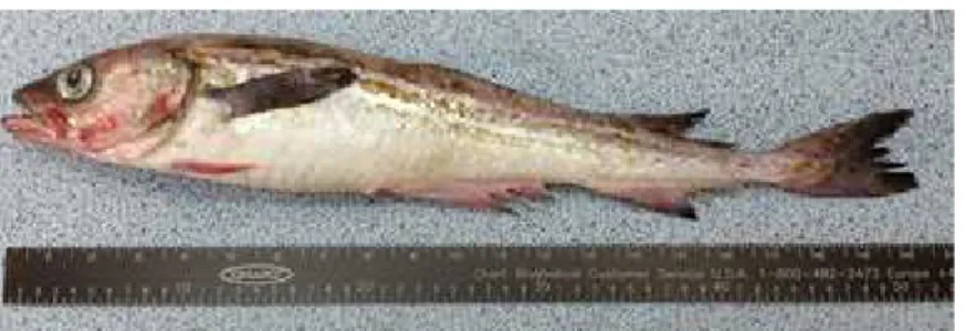 Fig. 1. Walleye pollock used in the experiment.