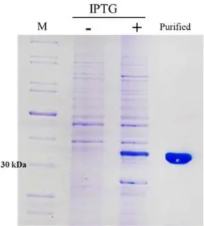 Fig. 2. 35 kDa fragment recombinant HSP70 protein expression  in E. coli. 1 lane; Marker, 2 lane; before IPTG 3 lane; 