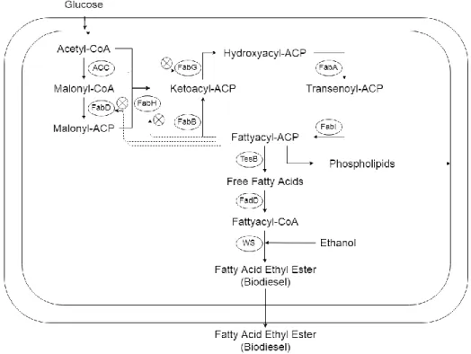 Figure 1. The fatty acid ethyl ester (FAEE) biosynthesis in bacteria. The metabolic pathway of fatty  acid synthesis and biodiesel is shown