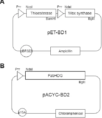 Figure 2. The plasmids. (A) pET-BD1 and (B) pACYC-BD2. 