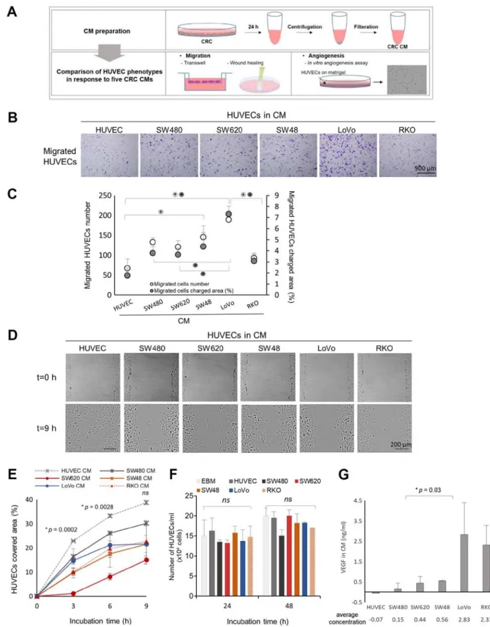 Figure 1. Impacts of five CRC‑CMs on HUVEC migration. (A) Experimental scheme of CRC‑CM preparation and HUVEC migration and angiogenesis  assays