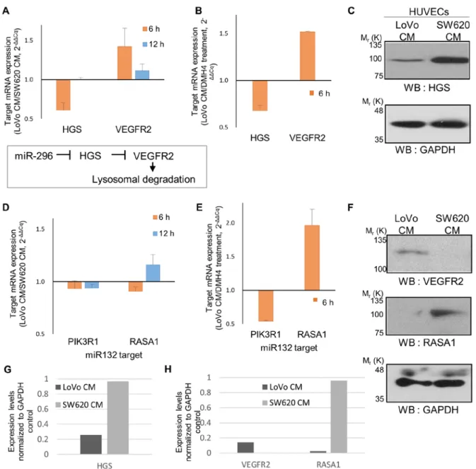 Figure 4. Expression of miRNA target mRNAs and proteins. (A) Relative expression levels of HGS and VEGFR2 in LoVo‑CM‑treated HUVECs relative to  SW620‑CM