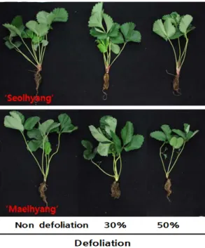 Fig.  1.  The  effect  of  different  levels  of  defoliation  on  growth of strawberry at 90 days after transplanting.