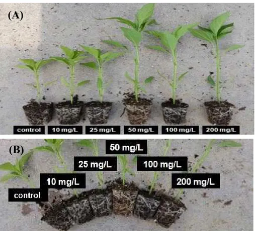 Table  1.  Heights,  stem  diameter,  fresh  and  dry  weights  of  red  pepper  (Capsicum  annuum  L.)  in  the  phosphorus  acid-treated  and  untreated  (control)  horticultural  bed  soil