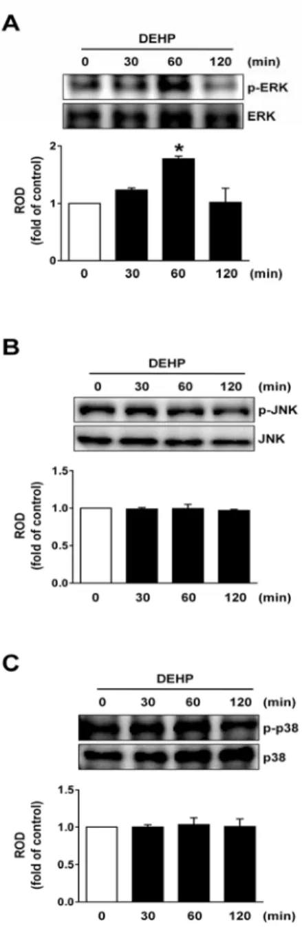 Fig.  4.  DEHP  induces  NF-κB-dependent  apoptosis.  Time  responses  of  phosphorylation  of  NF-κB  in  cells  treated  with  DEHP  are  shown