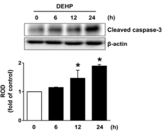 Fig.  5.  DEHP  stimulates  apoptosis  of  HaCaT  cells  via  activation  of  caspase-3