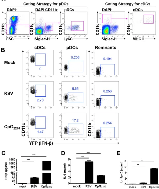 Figure 1. cDCs and pDCs in BM can produce interferon-β during RSV infection. (A) Flow cytometric 
