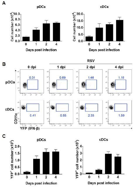 Figure  2.  cDCs  and  pDCs  in  the  lung  can  produce  interferon-β  during  RSV  infection