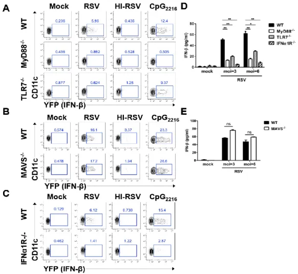 Figure 3. Interferon-β production is dependent on the MyD88-mediated pathway in pDCs in vitro