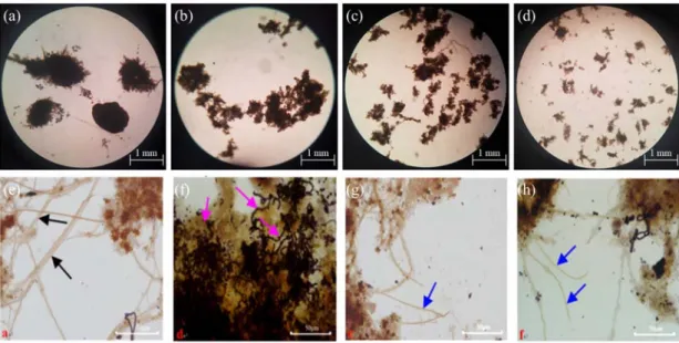 Fig.  6.  Morphology  observation  of  AGS  at  different  C/N  ratio,  ((a)  10.0;  (b)  7.5;  (c)  5.0;  (d)  2.5,  (40  magnification  by  optical microscope), (e)~(h) filamentous bacteria in AGS (Liu et al., 2019).