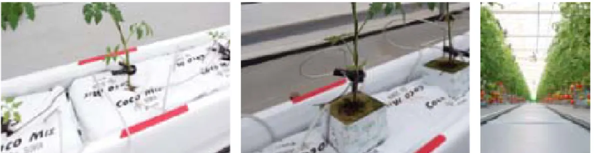 Fig. 1. Different substrates were used in coir chip:dust (left: v/v=80:20; CP2), and rock wool cube with CP2 (middle: CPR)  and cultivated picture (right).