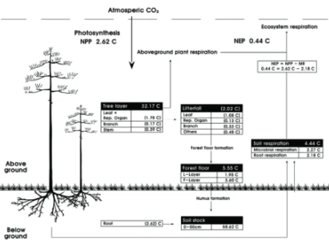 Fig. 4. Compartment model showing the distribution and flow  organic carbon of the  Pinus densiflora  forest in the study area  Box: standing carbon (ton C ha -1 ), arrow: flux (ton C ha -1  yr -1 )