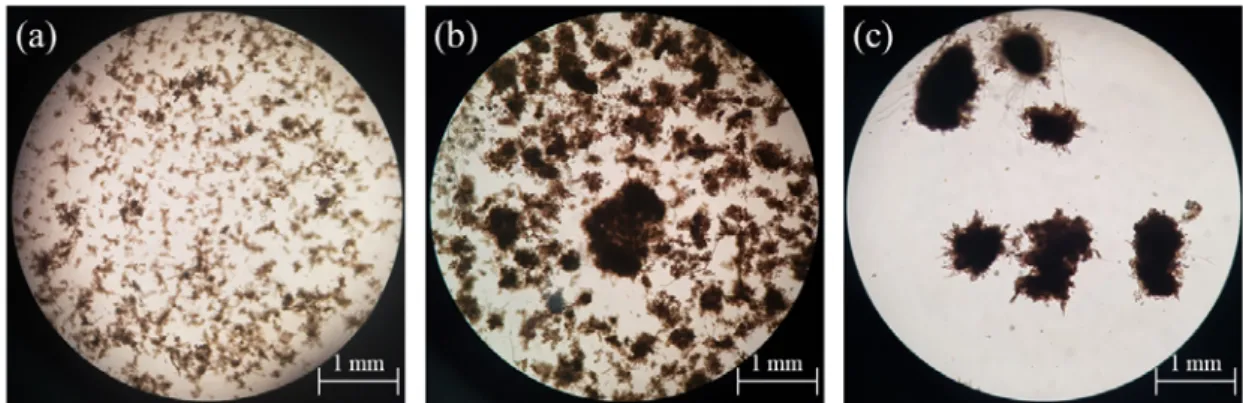 Fig. 8. Morphology observation of AGS at different HRT, ((a) 12 hrs; (b) 8 hrs; (c) 6 hrs, (40 magnification by optical  microscope)).