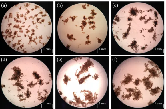 Fig. 6. Morphology observation of AGS during the operation periods using microscope at various salinity injection, ((a)  0.5%; (b) 1.0%; (c) 1.5%; (d) 2.0%; (e) 2.5%; (f) 3.0%, (40 magnification by optical microscope)).