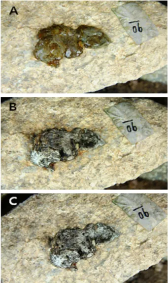 Fig. 1. The bleaching phenomenon of the old spraint at rock  spot and shady site in summer